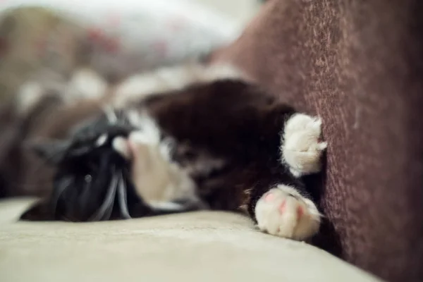 Schwarz Weiße Pelzige Katze Liegt Auf Dem Sofa — Stockfoto