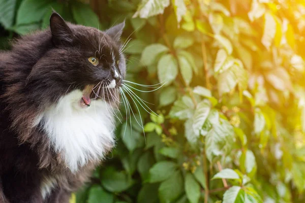 猫坐在门廊的栏杆上 靠在葡萄的背景下 — 图库照片