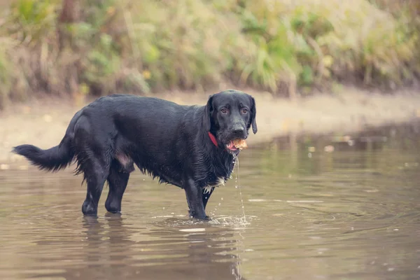 Black Labrador Captura Peixe Lagoa — Fotografia de Stock