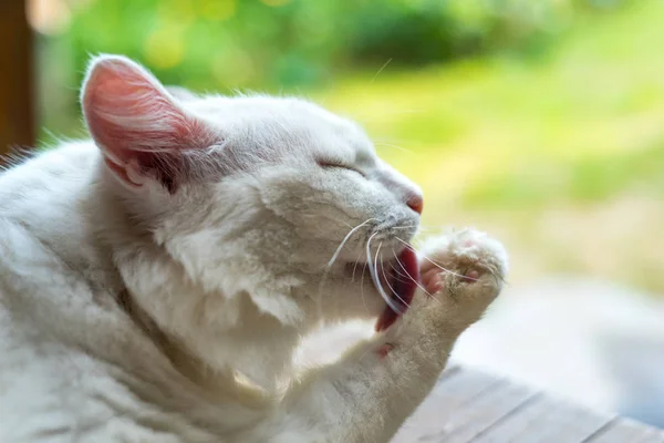 Gato Blanco Lamiendo Pata —  Fotos de Stock