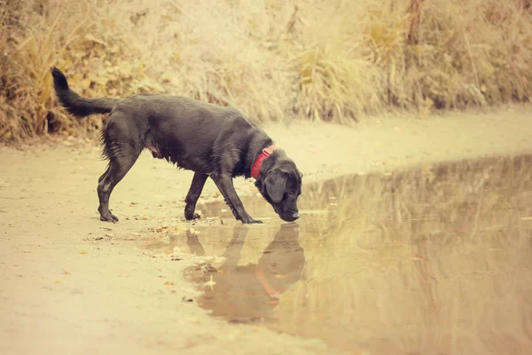 Black Labrador Captura Peixe Lagoa — Fotografia de Stock