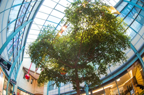 Ağaç Köln Alışveriş Merkezinde — Stok fotoğraf