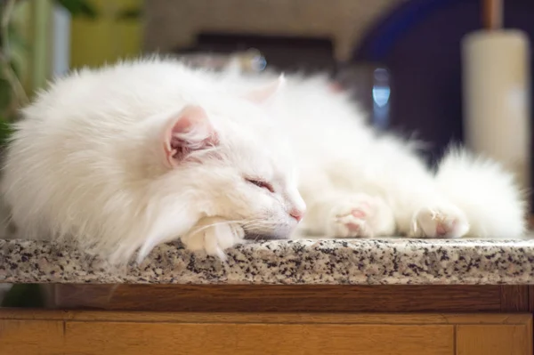 Pisica Albă Doarme Masă — Fotografie, imagine de stoc
