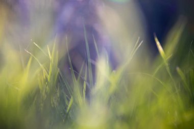 Yeşil makro ot arka plan