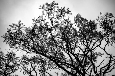 Soluk beyaz arkaplanda çıplak ağaç dalları