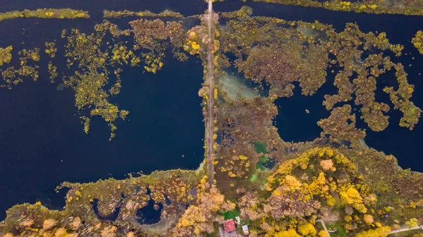 Luchtfoto Direct Boven Bladverliezende Wouden Het Najaar Bovenaanzicht Van Grove — Stockfoto