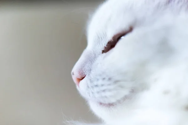 Portrait Photo White Cat — Stock Photo, Image