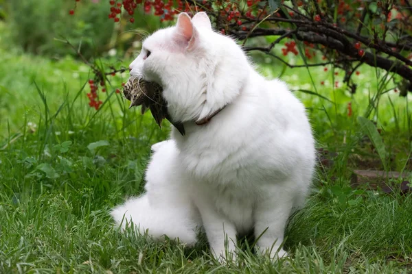 White cat caught a bird