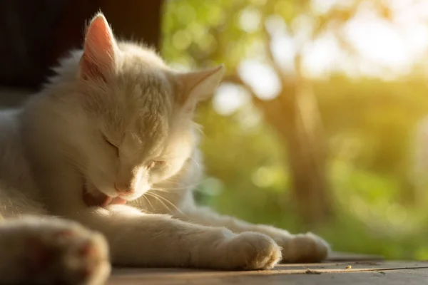 Branco Gato Lambendo Pata — Fotografia de Stock