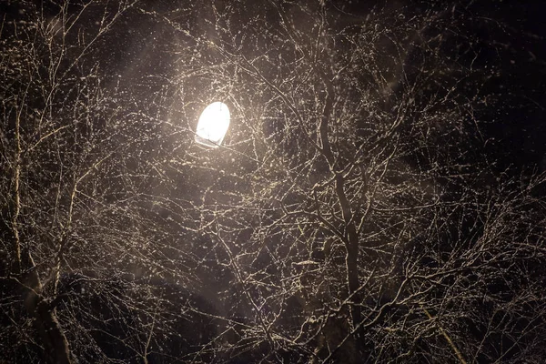 Árbol Sin Hojas Iluminado Por Una Linterna —  Fotos de Stock