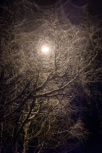 Uma Árvore Sem Folhas Iluminada Por Uma Lanterna — Fotografia de Stock