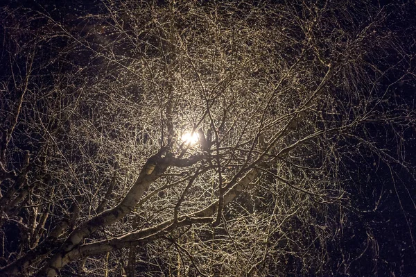 Árbol Sin Hojas Iluminado Por Una Linterna —  Fotos de Stock