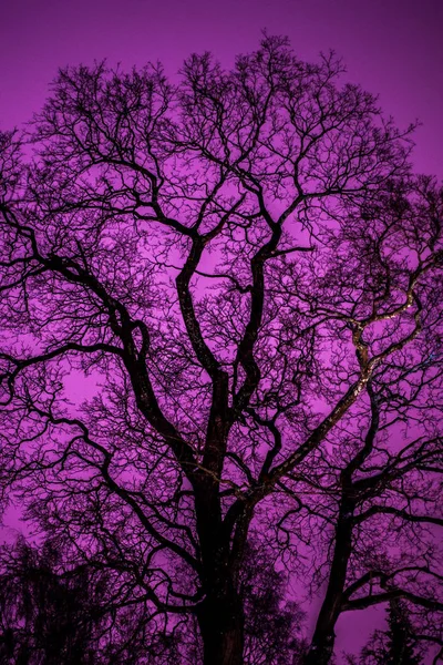 Arbre Sans Feuilles Illuminé Par Une Lanterne — Photo