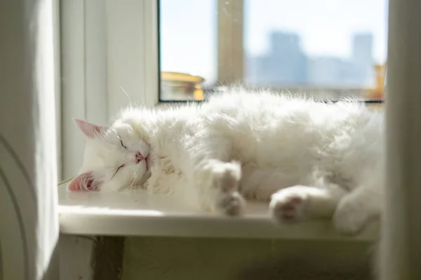 Gato Branco Dorme Janela — Fotografia de Stock