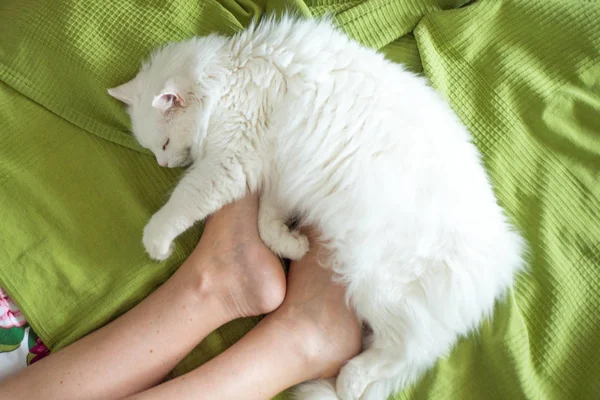 White Fluffy Cat Lies Feet Girl — Stock Photo, Image