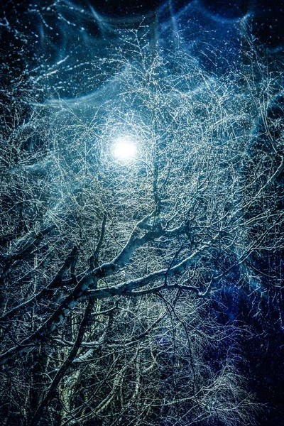 Дерево Листьев Освещаемое Фонариком — стоковое фото