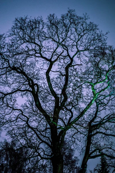 Árbol Sin Hojas Iluminado Por Una Linterna —  Fotos de Stock