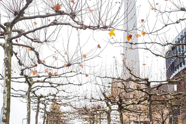 Vista Invierno Torre Düsseldorf Alemania —  Fotos de Stock