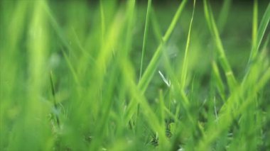 canlı yeşil çim yakın çekim