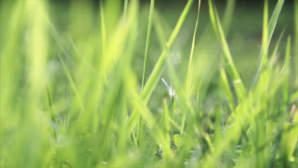 Lebendiges Grünes Gras Aus Nächster Nähe — Stockvideo
