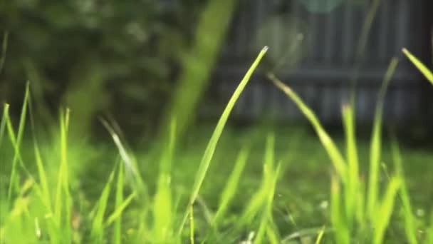 鮮やかな緑の芝生のクローズ アップ — ストック動画