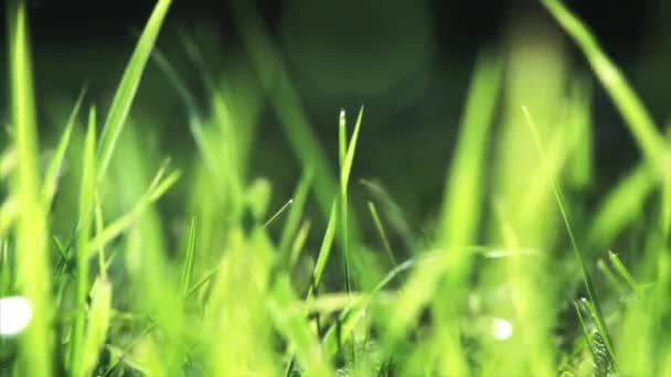 Canlı Yeşil Çim Yakın Çekim — Stok video