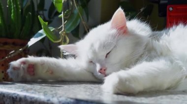 Beyaz albino kedi uyku