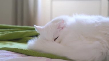 Beyaz albino kedi uyku