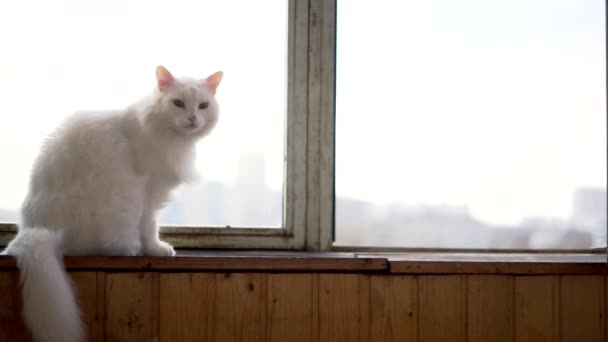 Chat Blanc Assis Sur Les Appuis Fenêtre — Video