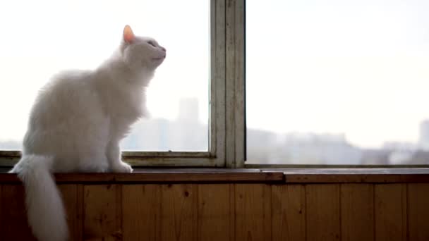 Gato Blanco Sentado Ventana Sills — Vídeos de Stock