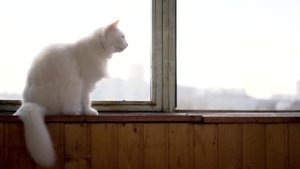 Gato Blanco Sentado Ventana Sills — Vídeos de Stock