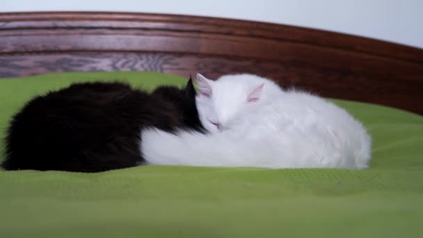 Черно Белая Кошка Лежит Кровати Объятиях — стоковое видео