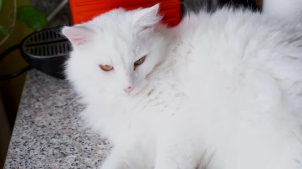 Albino Λευκό Γάτα Στον Ύπνο — Αρχείο Βίντεο