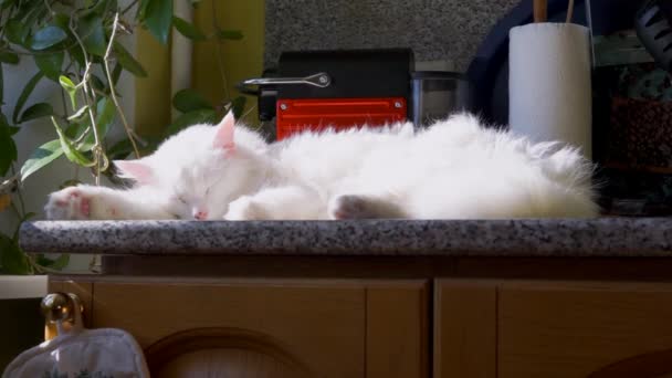 Vita Albino Katt Som Sover — Stockvideo