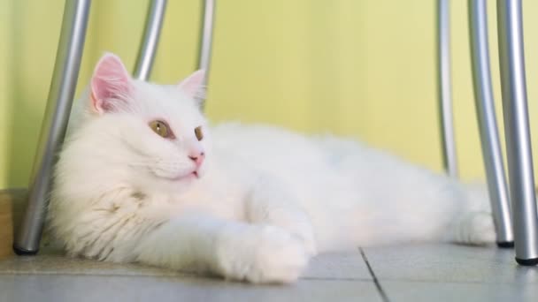 Albino Branco Gato Dormindo — Vídeo de Stock