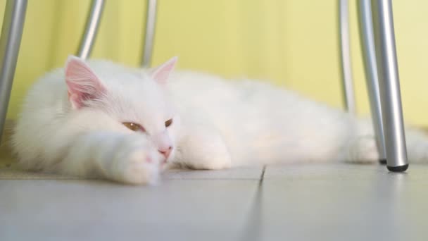 Albino Biały Kot Śpi — Wideo stockowe