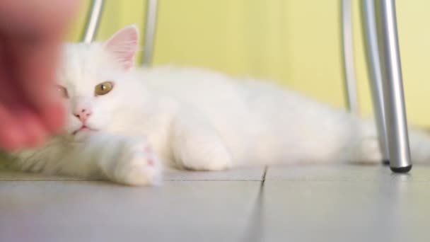 Albino Branco Gato Dormindo — Vídeo de Stock