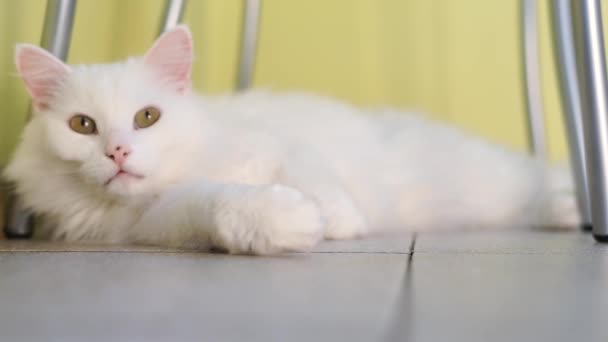 Beyaz Albino Kedi Uyku — Stok video