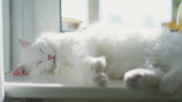 Blanco Albino Gato Durmiendo — Vídeos de Stock