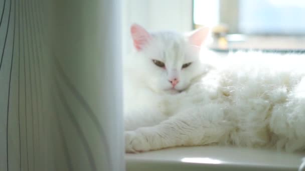 Vita Albino Katt Som Sover — Stockvideo