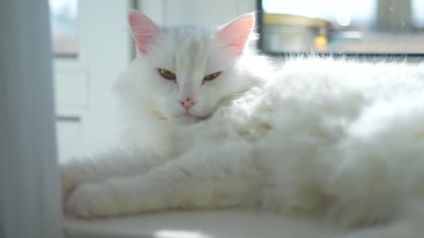Vita Albino Katt Som Sover — Stockvideo