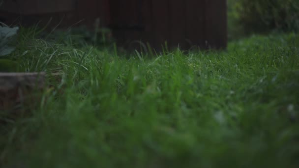 Man Mows Grass Trimmer Lawn Mower — Stock Video