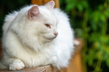 Verandada yalan beyaz kedi