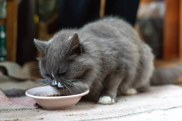 Gri Kedi Süt Içme — Stok fotoğraf