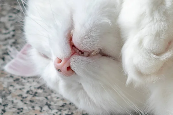 Witte Kat Slaapt Tafel — Stockfoto