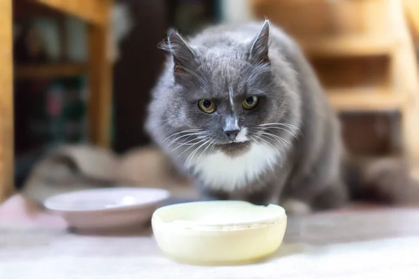 Gri Kedi Süt Içme — Stok fotoğraf