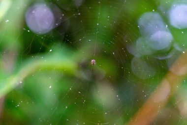 Web merkezinde örümcek