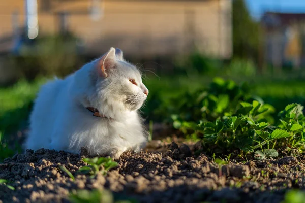 Gatto Bianco Sdraiato Sul Giardino — Foto Stock