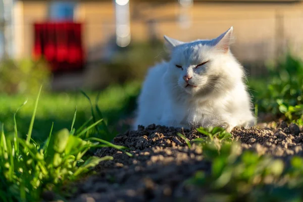 白色的猫躺在花园里 — 图库照片