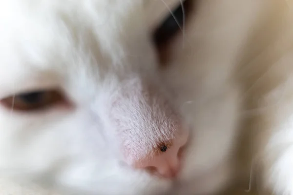 Portrait Photo White Cat — Stock Photo, Image